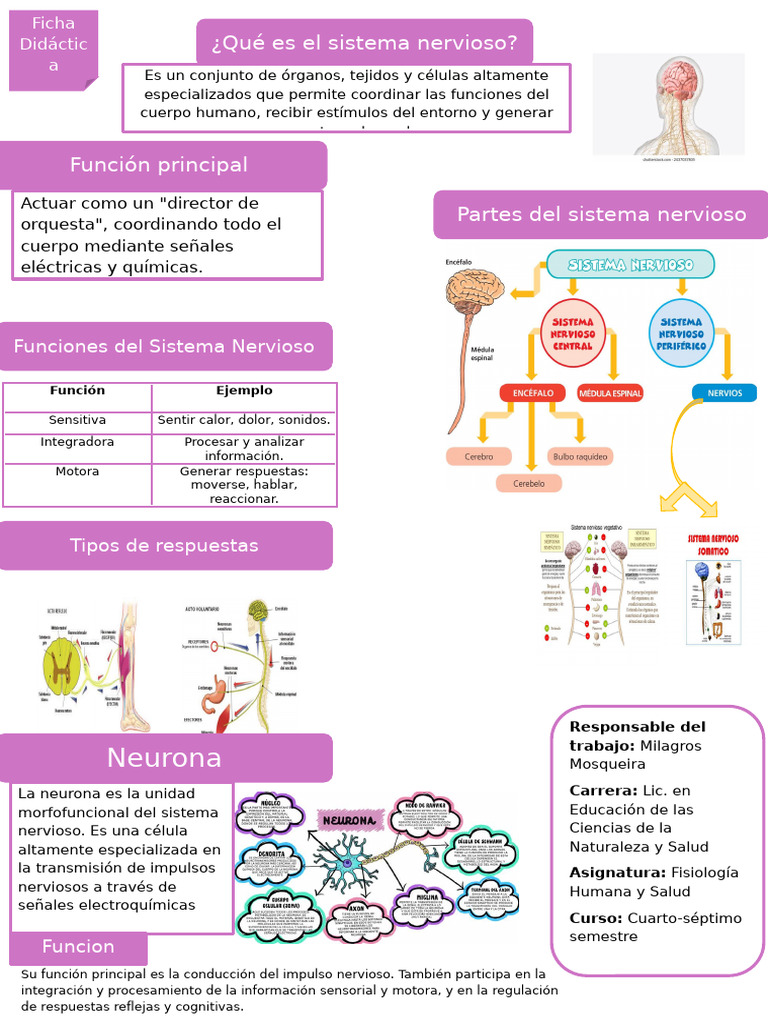 Funciones y partes del sistema nervioso | PDF