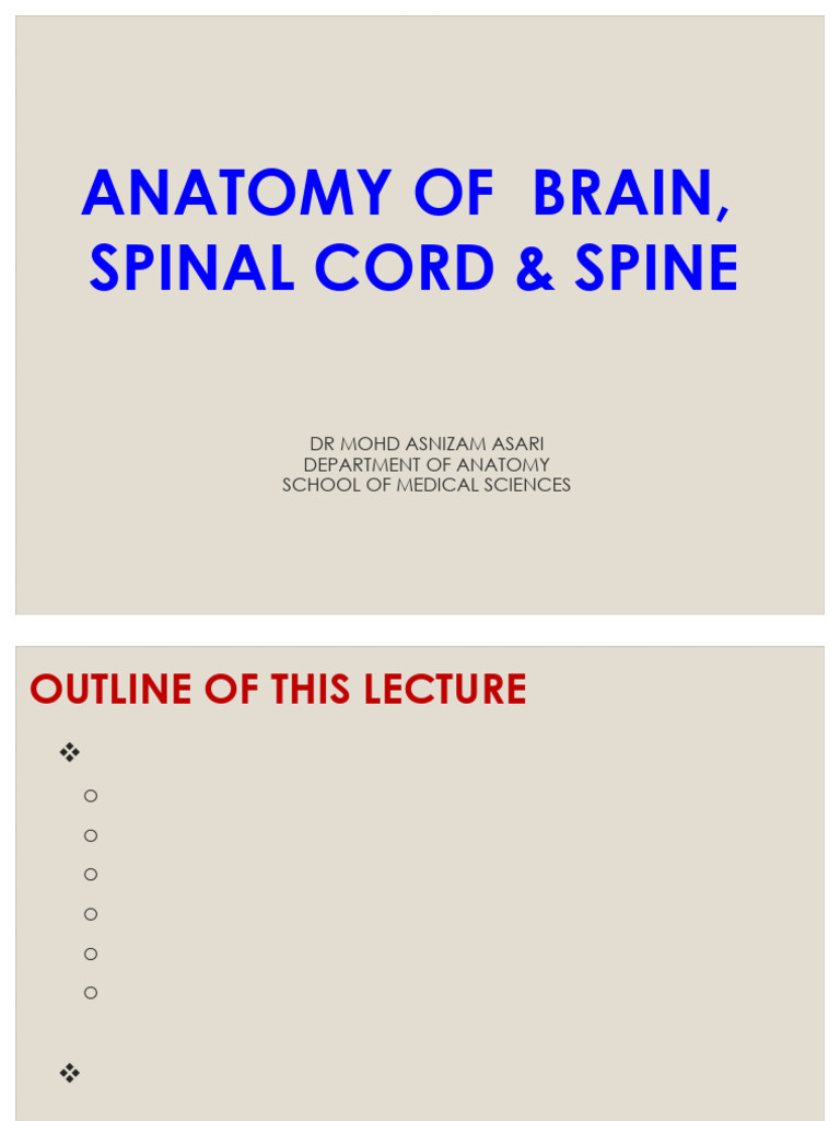Anatomy of Brain and Spinal Cord | PDF | Vertebra | Vertebral Column