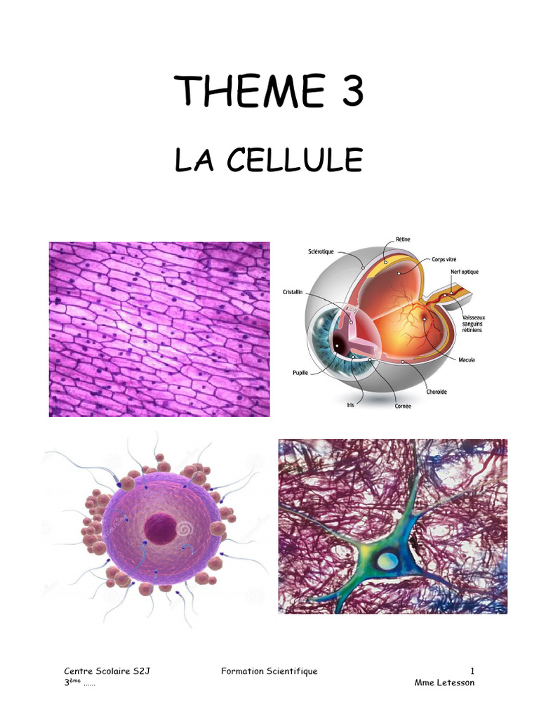 La Cellule : Structure et Fonctionnement | PDF | Cerveau | Sommeil