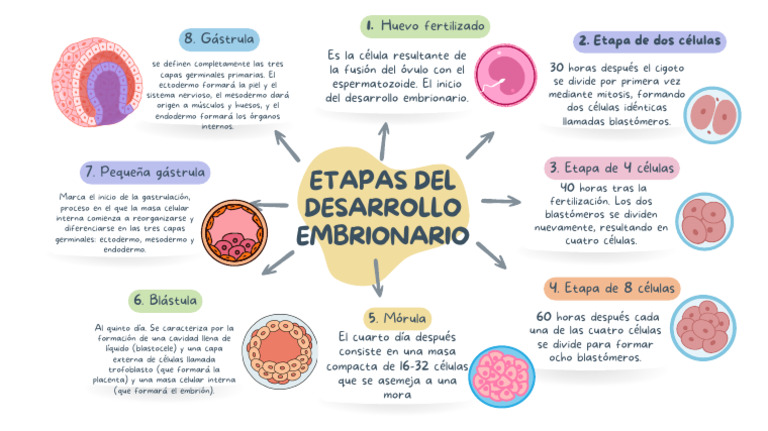 Etapas Del Desarrollo Embrionario | PDF | Embrión | Morfología (biología)