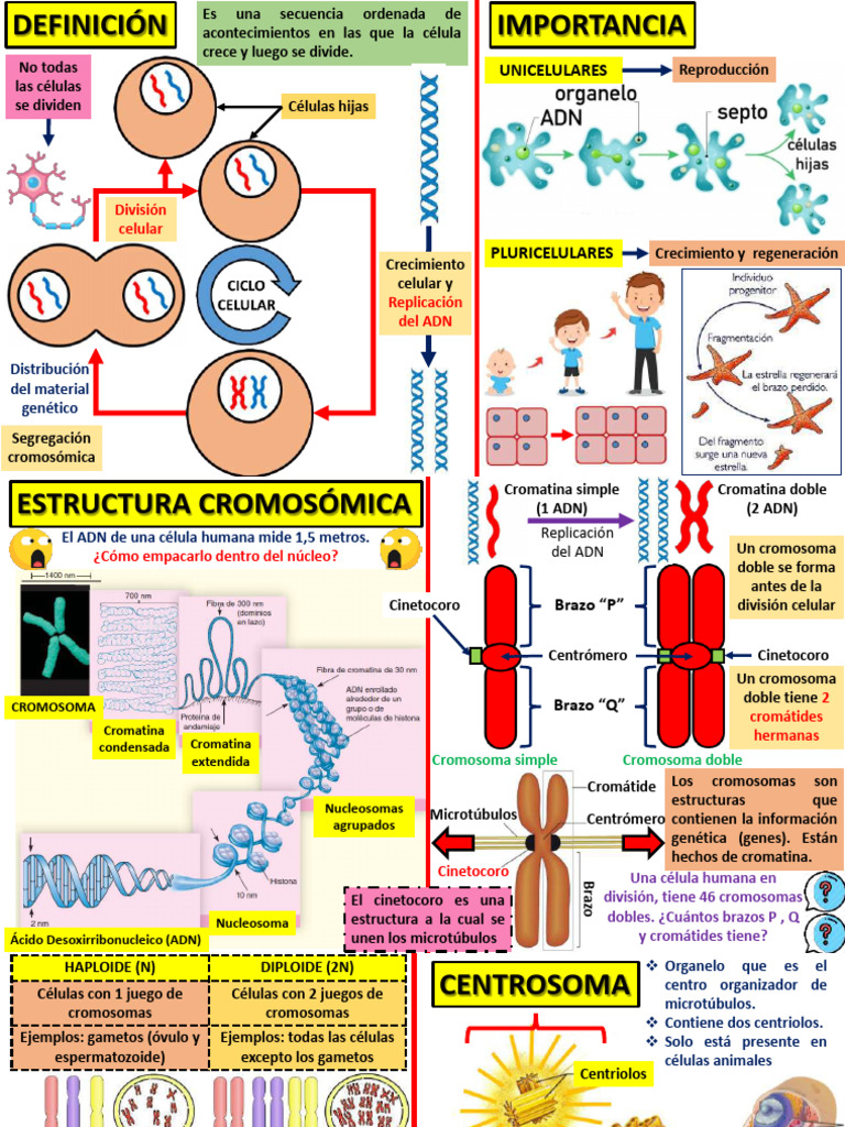 Ciclo Celular y División Celular en Eucariotas | PDF | Mitosis | Cromosoma