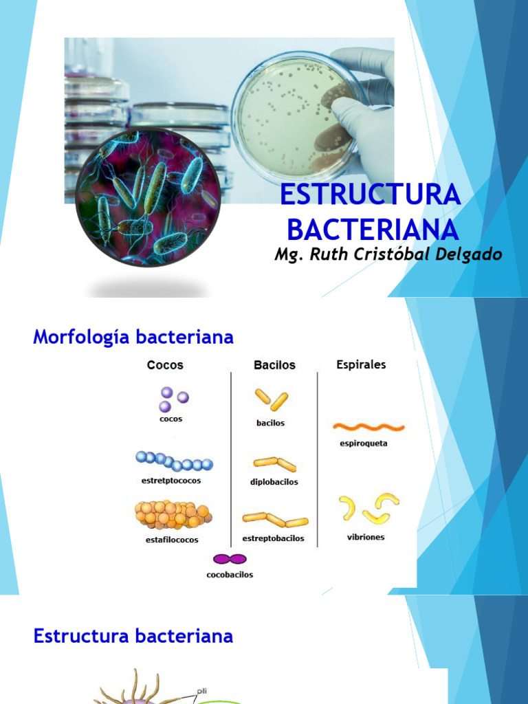 Morfología y Estructura Bacteriana | PDF