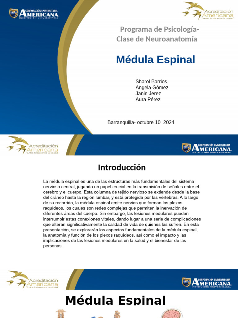 Funciones Y Lesiones De La Médula Espinal Pdf Médula Espinal Nervio