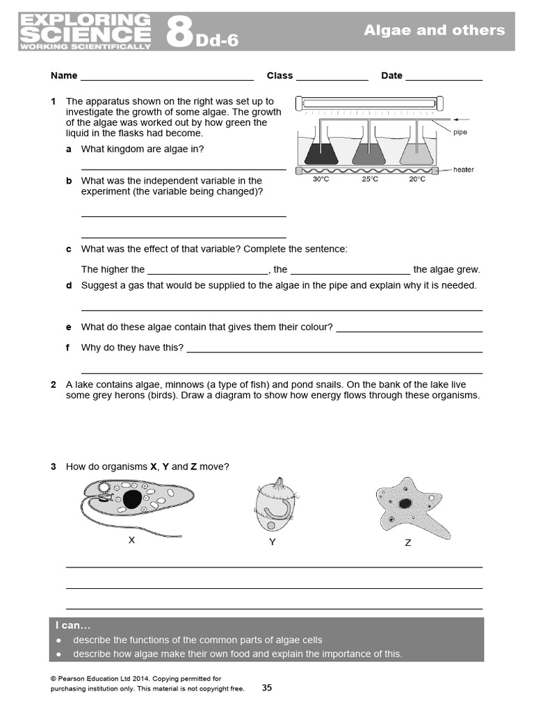 Algae Growth Experiment and Energy Flow | PDF