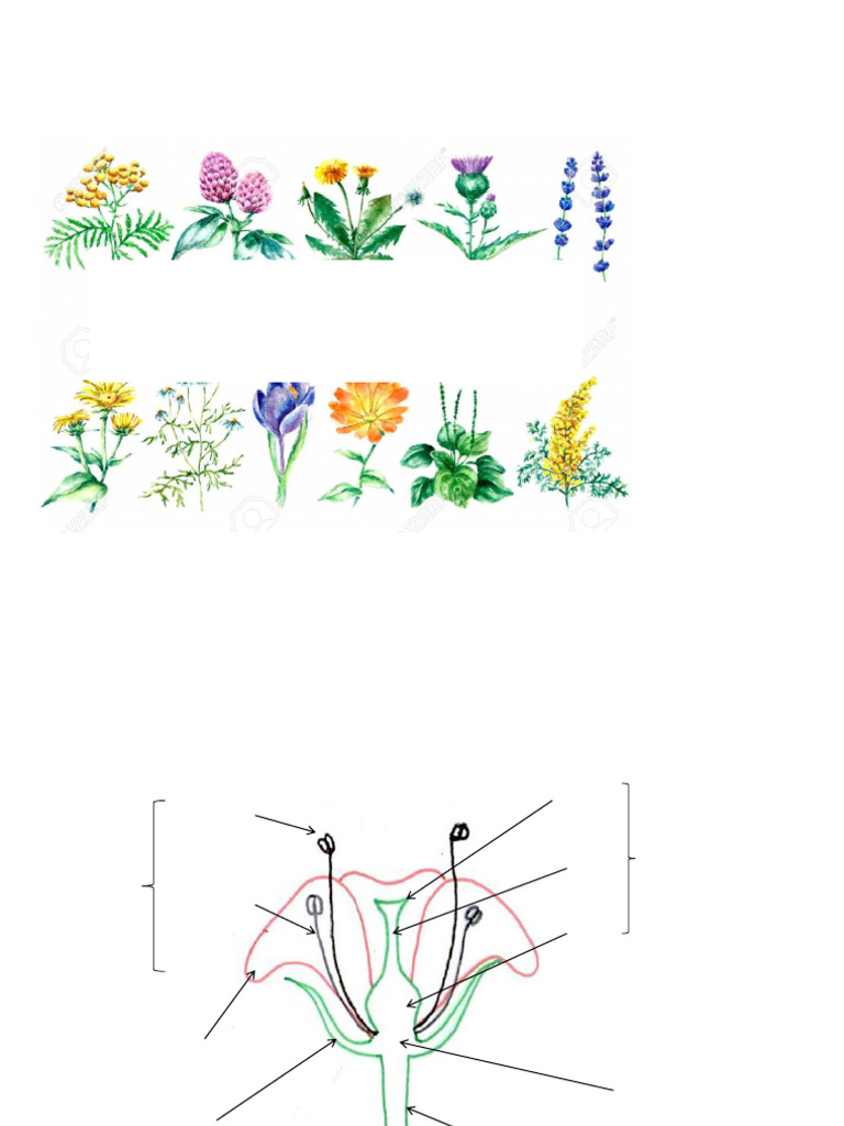 Clasificación de Flores en Botánica | PDF | Flores | Botánica