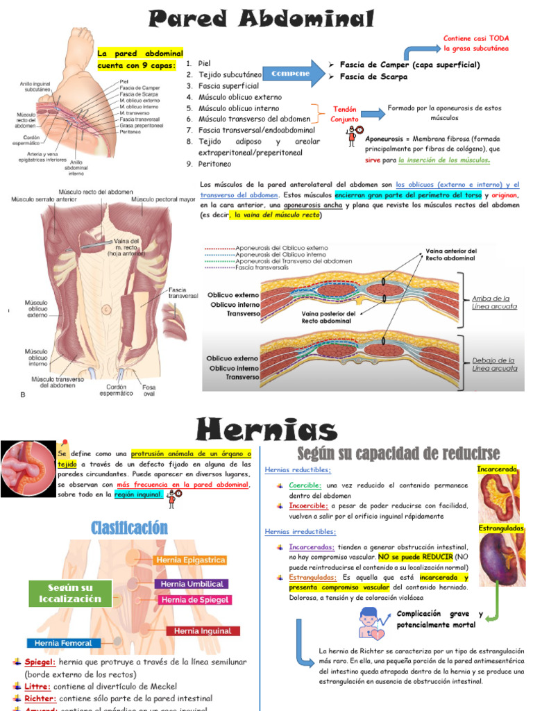 Anatomía y Clasificación de Hernias Abdominales | PDF | Abdomen