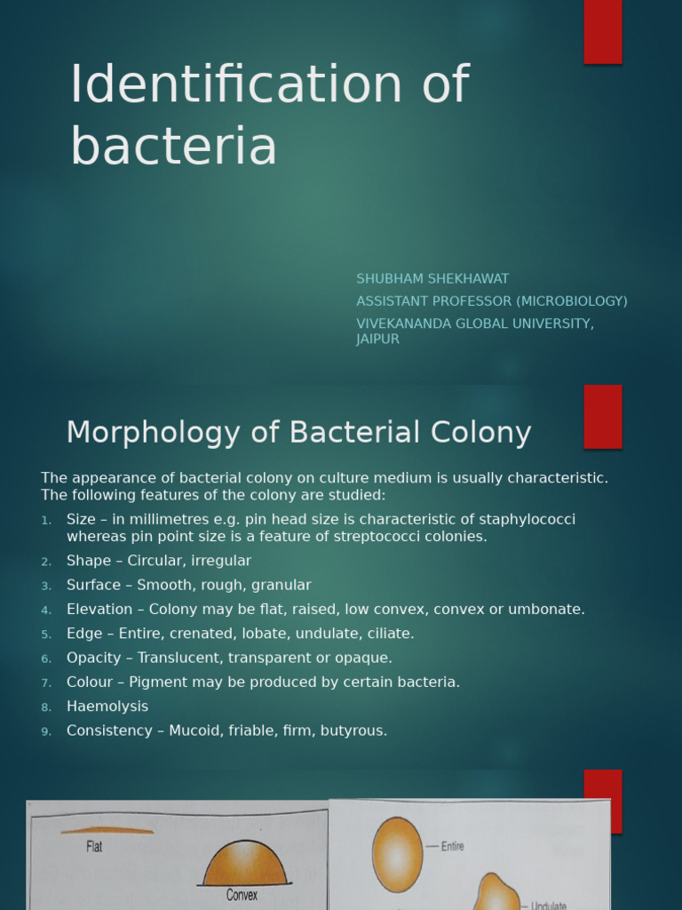 Bacterial Identification Methods and Tests | PDF | Microbiology