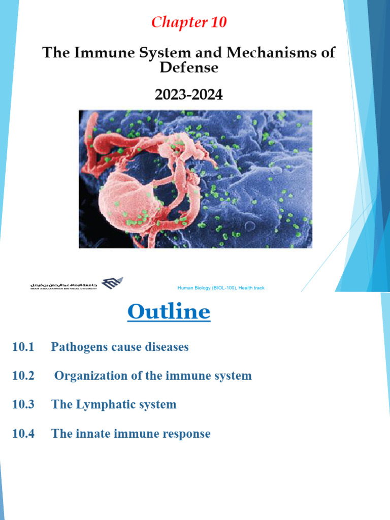 Immune System Overview and Functions | PDF | Lymphatic System | Innate ...