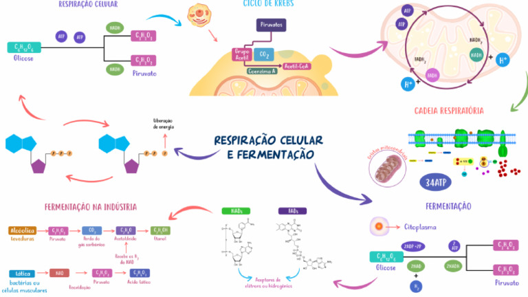 Respiração Celular e Fermentação 2 | PDF