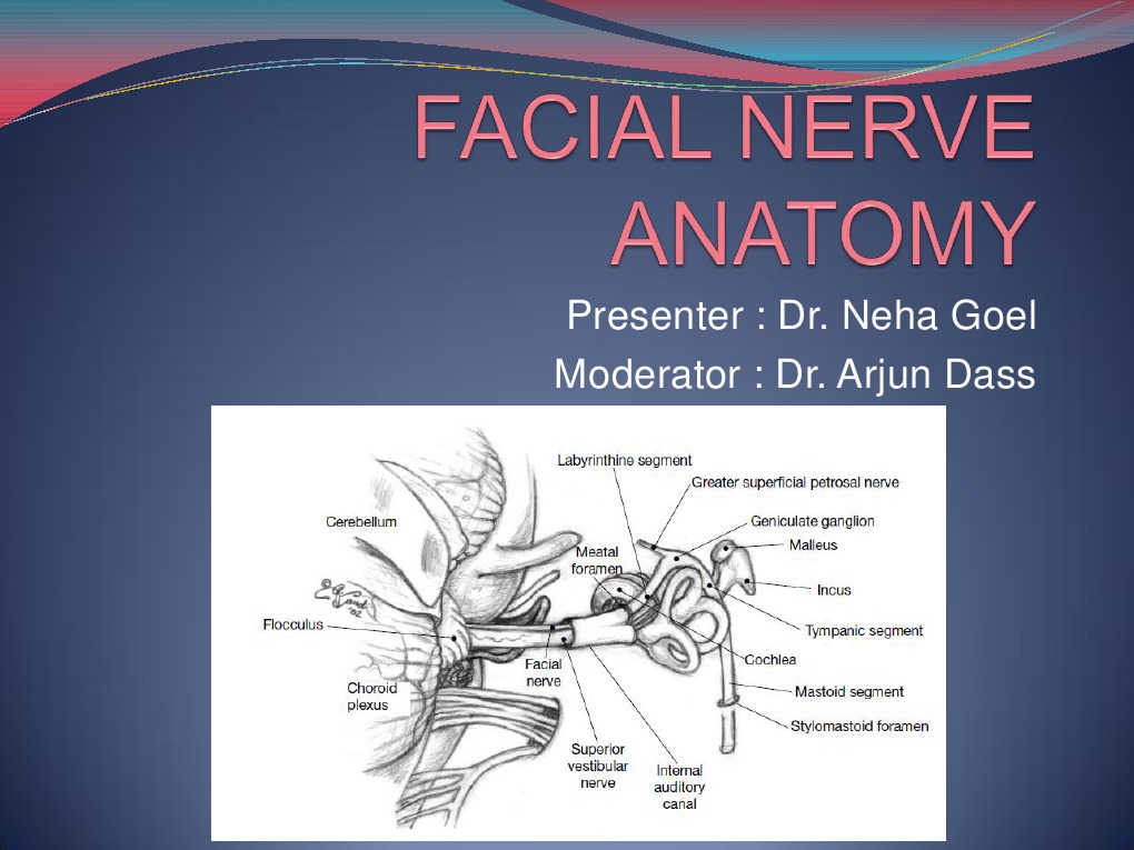 Anatomy and Function of the Facial Nerve | PDF