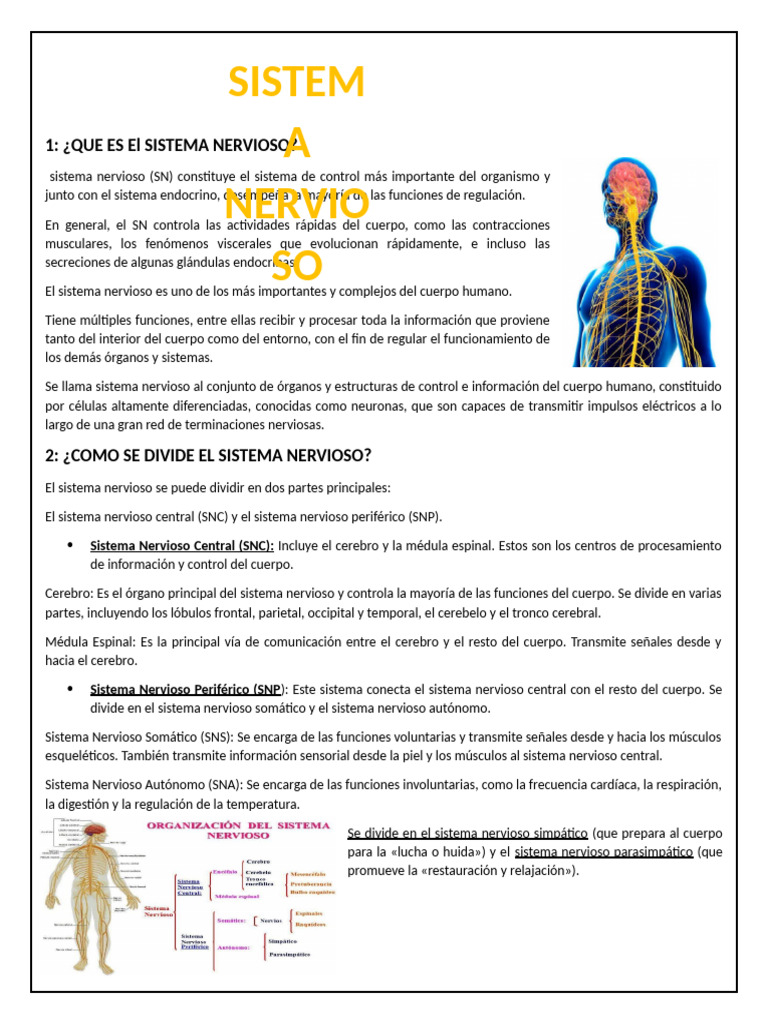 Sistema Nervioso: Estructura y Funciones | PDF | Sistema nervioso | Neurona