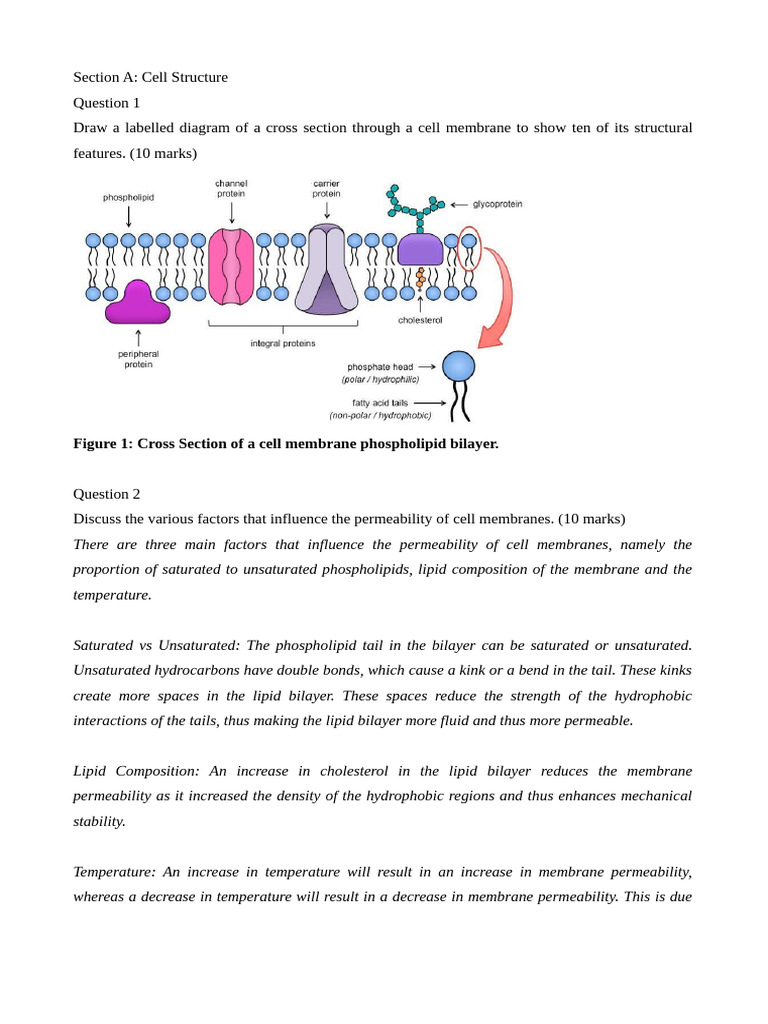 Cell Structure and Function Overview | PDF | Cytoskeleton | Cell Membrane
