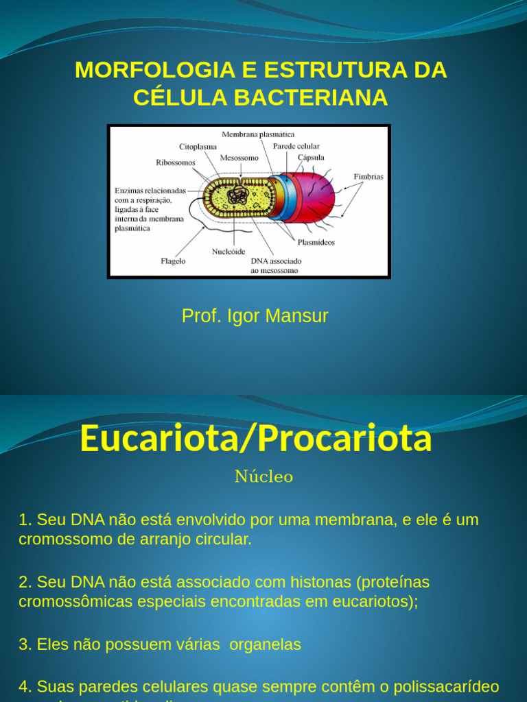 Morfologia e Estrutura Da Clula Bacteriana 1 | PDF | Célula (Biologia ...