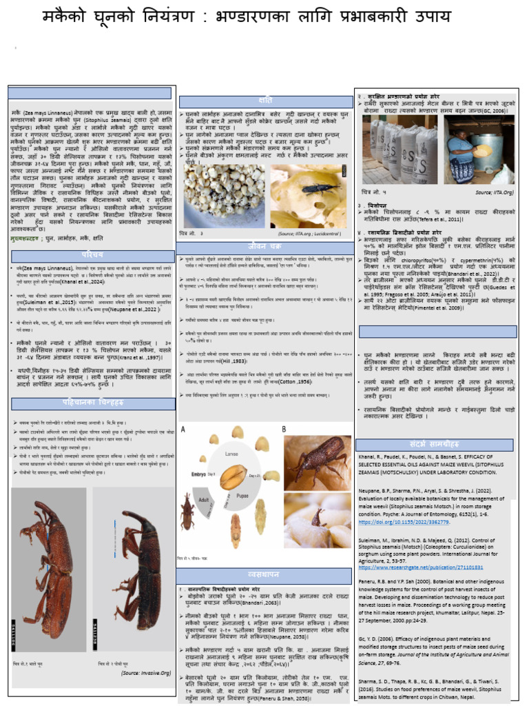 Maize Weevil | PDF