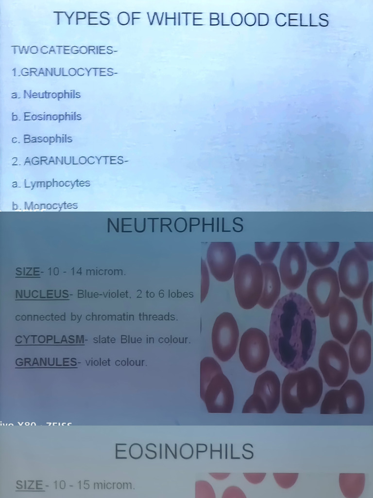 Types of White Blood Cells Explained | PDF