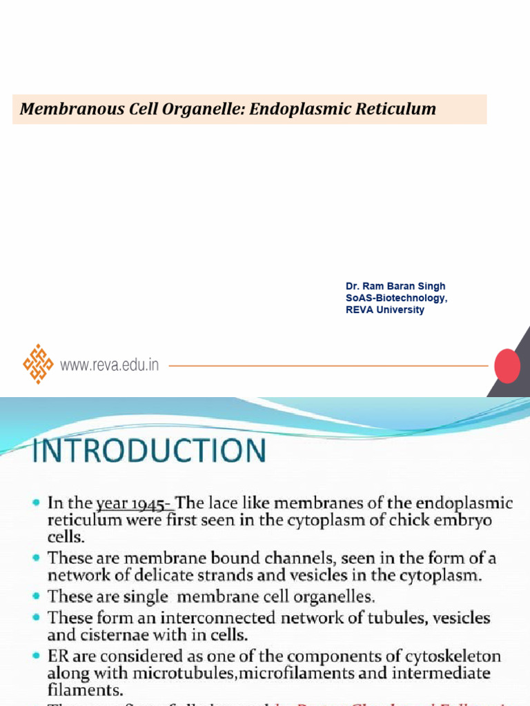 Endoplasmic Reticulum Overview | PDF