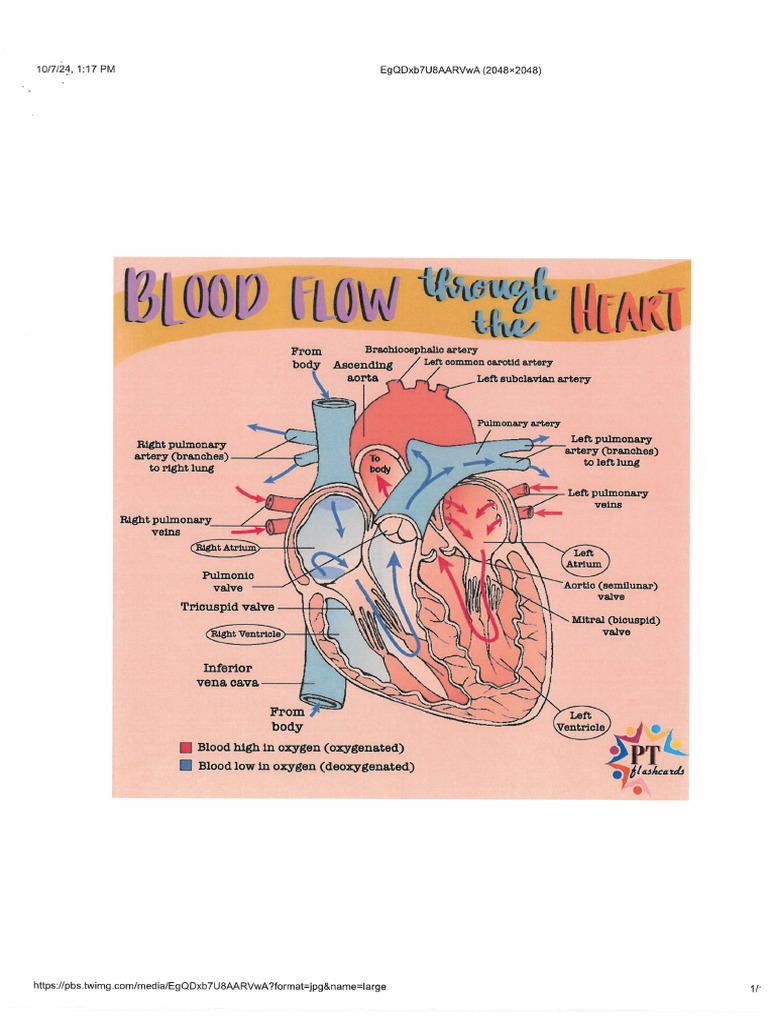 Flow of The Heart and Ciculatory Systems | PDF