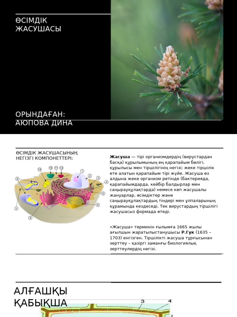 Жағажай роликті кабиналар