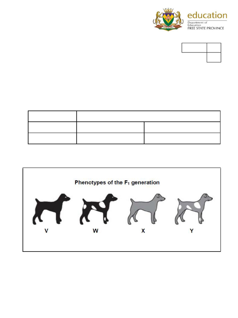 Genetics and Inheritance in Dogs | PDF | Genotype | Dominance (Genetics)