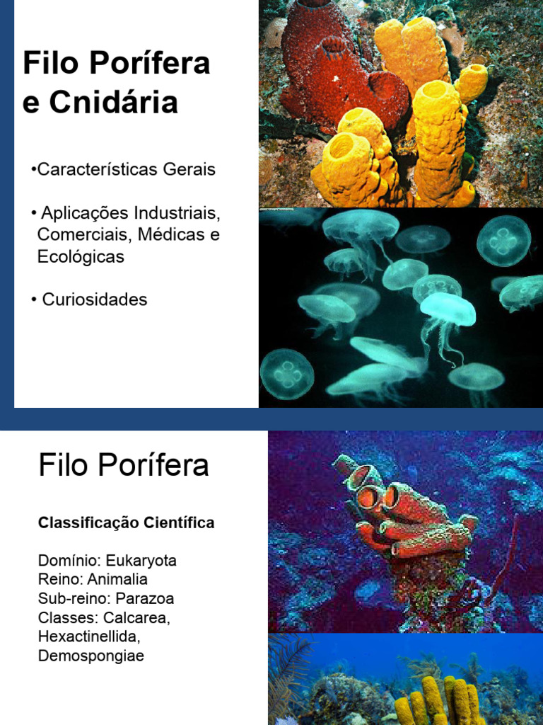 Características dos Poríferos e Cnidários | PDF | Esponja | Biologia
