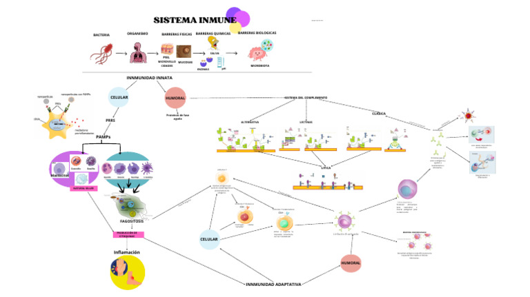Sistema Inmune: Innmunidad Innata | PDF | Sistema inmune | Inmunidad ...