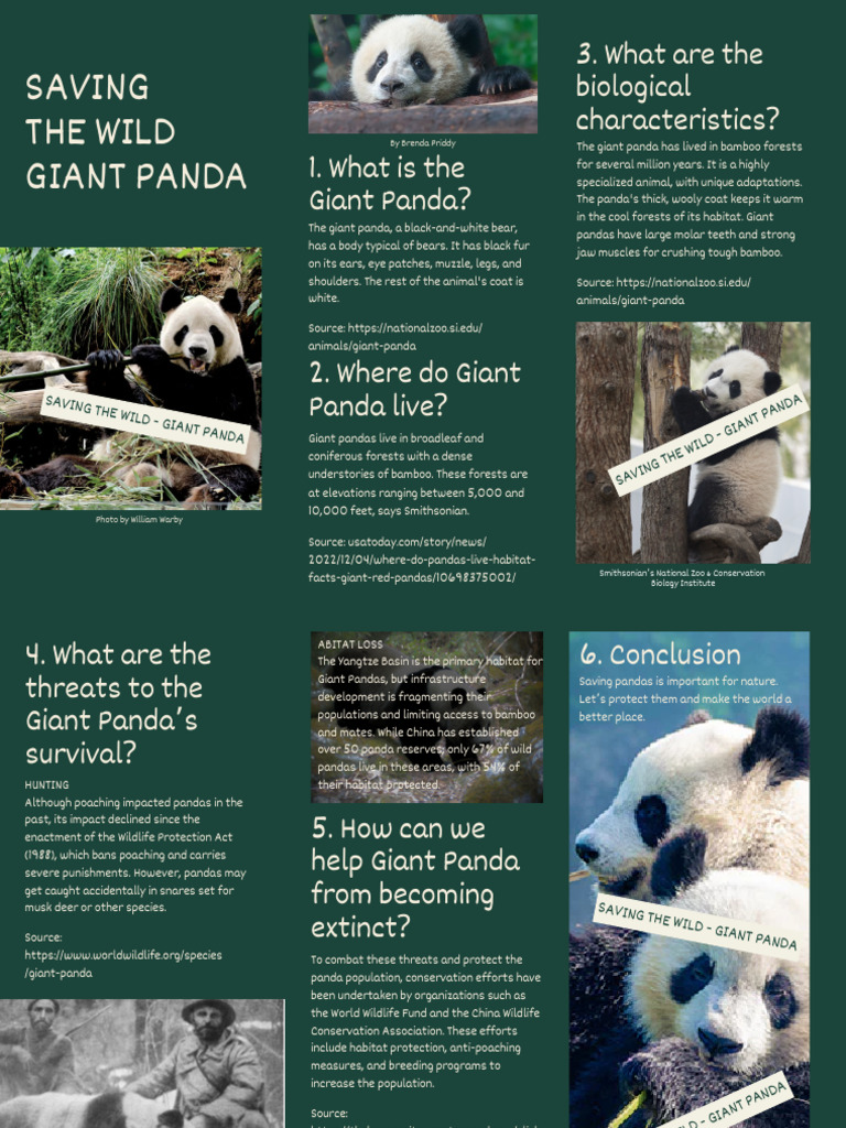 Saving The Wild - Giant Panda - Brochure | PDF | Giant Panda ...