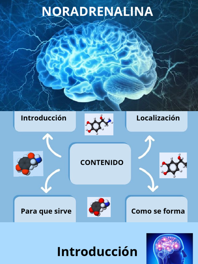 Funciones y Mecanismo de la Noradrenalina | PDF