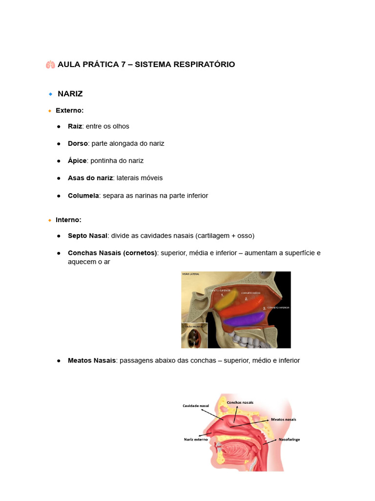 Aula Prática 7 Sistema Respiratório Pdf