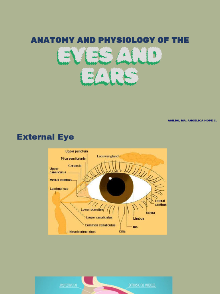 Anatomy and Physiology of The Eyes and Ears - 20240424 - 124918 - 0000 ...
