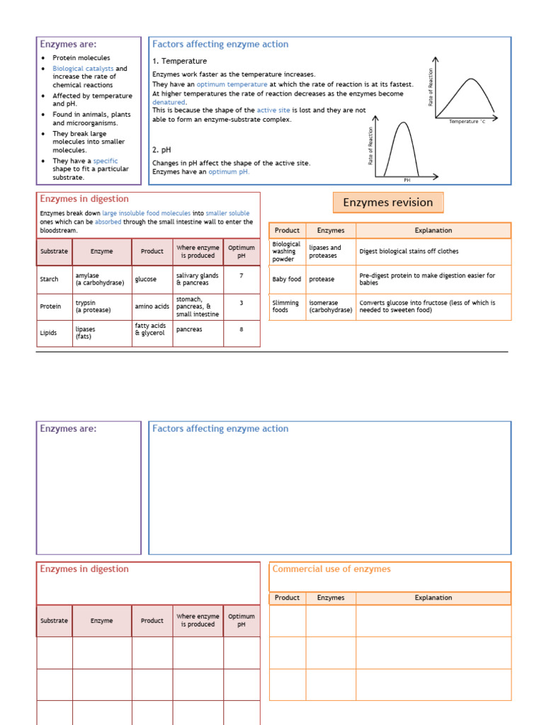 Understanding Enzymes and Their Functions | PDF | Enzyme | Digestion