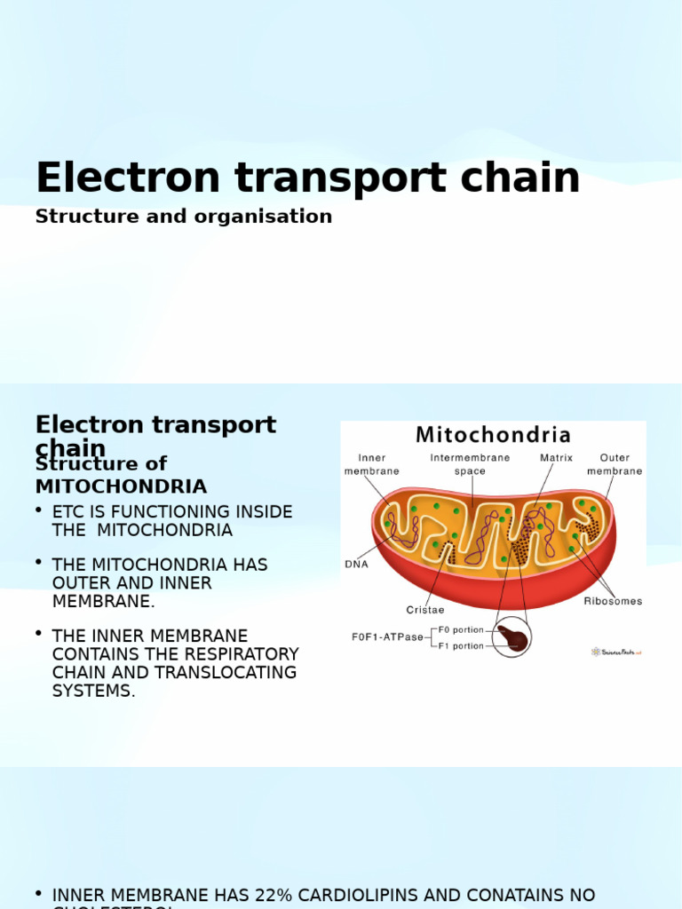 Electron Transport Chain: Structure and Organisation | PDF