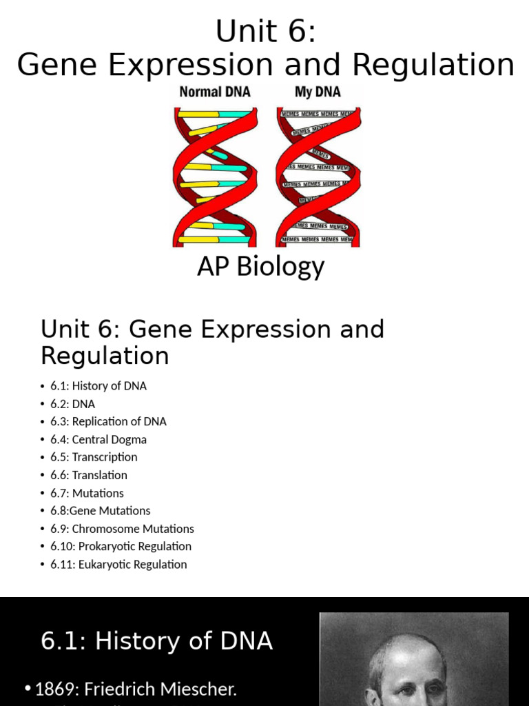 AP+ +unit+6+ +Gene+Expression+and+Regulation | PDF | Operon ...