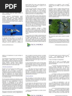 Download pez millon el guppy by Israel SN8585052 doc pdf