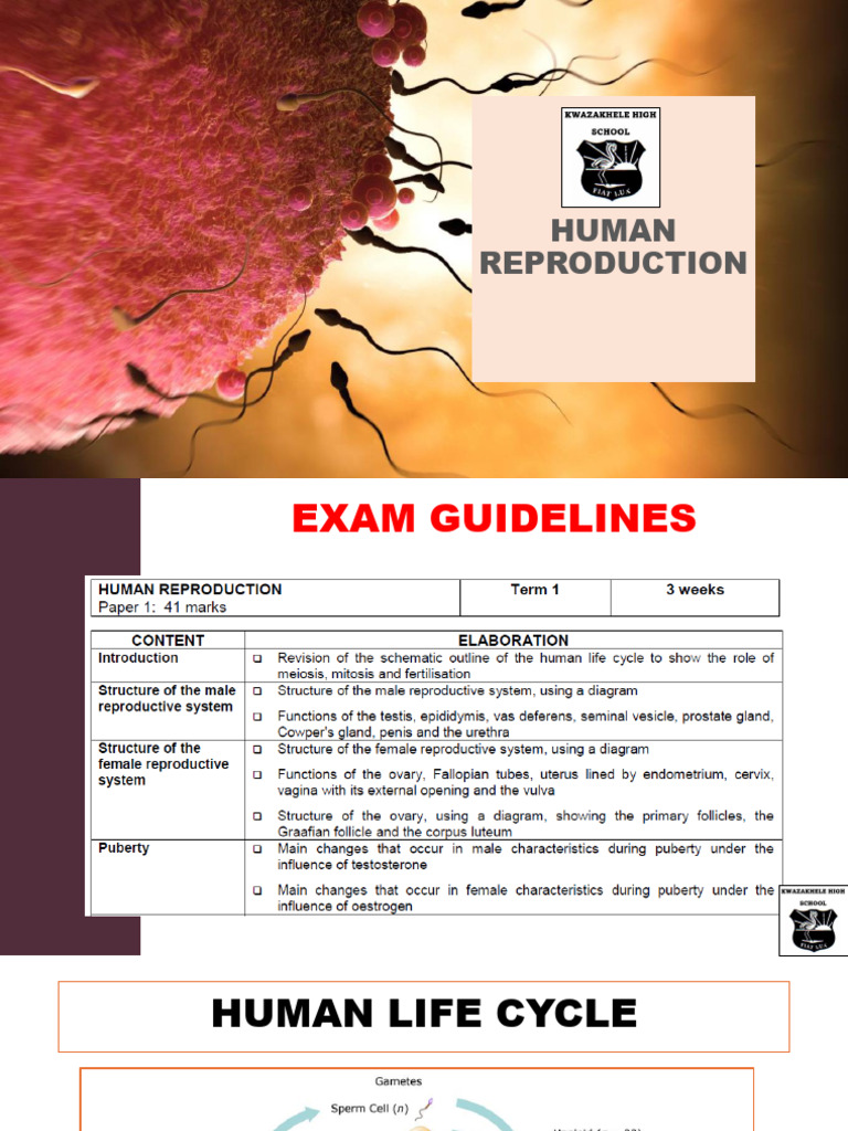 Human Reproduction 1 of 2 2025 | PDF | Menstrual Cycle | Luteinizing ...