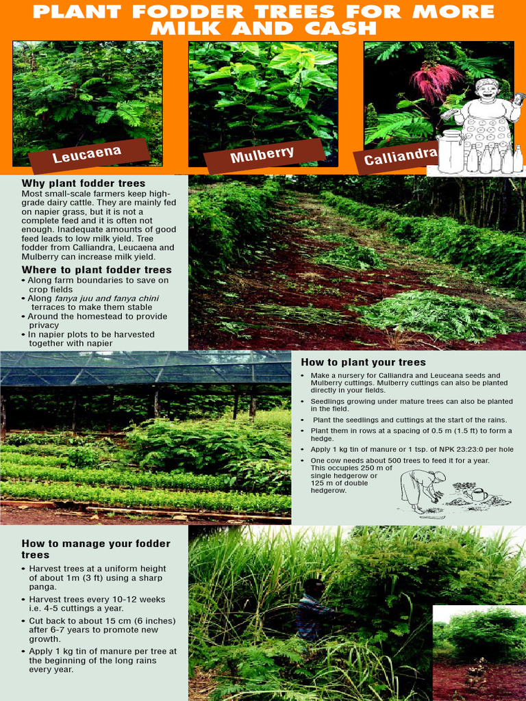 Boost Dairy Yield with Fodder Trees | PDF | Fodder | Dairy
