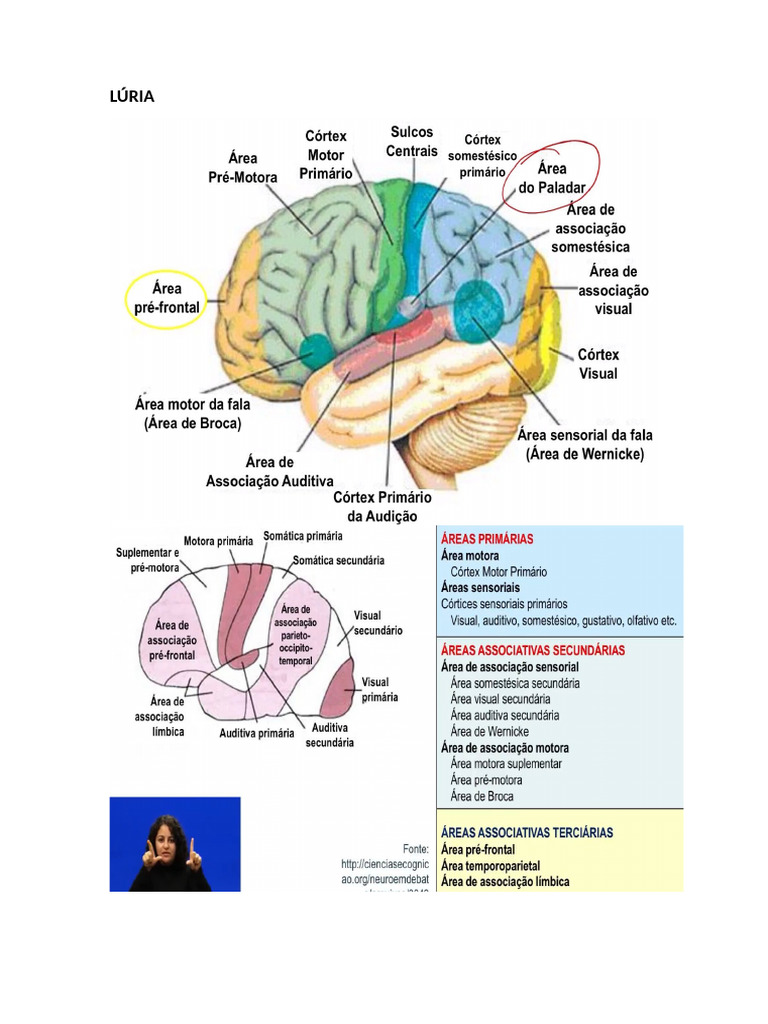 Classificação de Luria e Áreas de Brodmann | PDF | Córtex cerebral ...