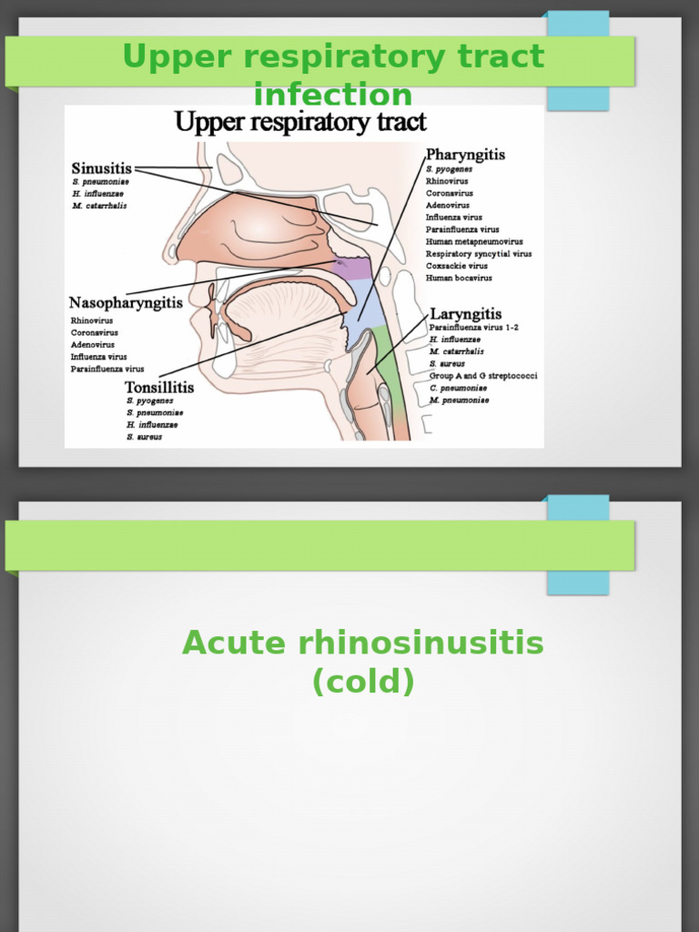 Upper Respiratory Tract Infection | PDF | Mucus | Immunology