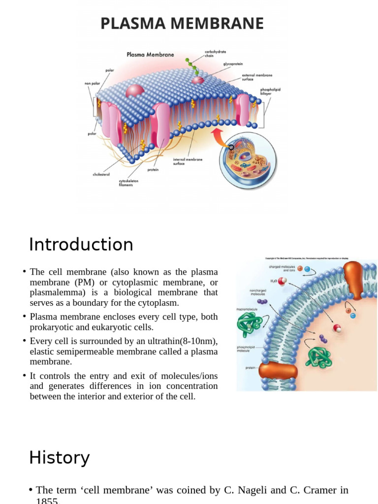 4.plasma Membrane | PDF | Cell Membrane | Lipid Bilayer