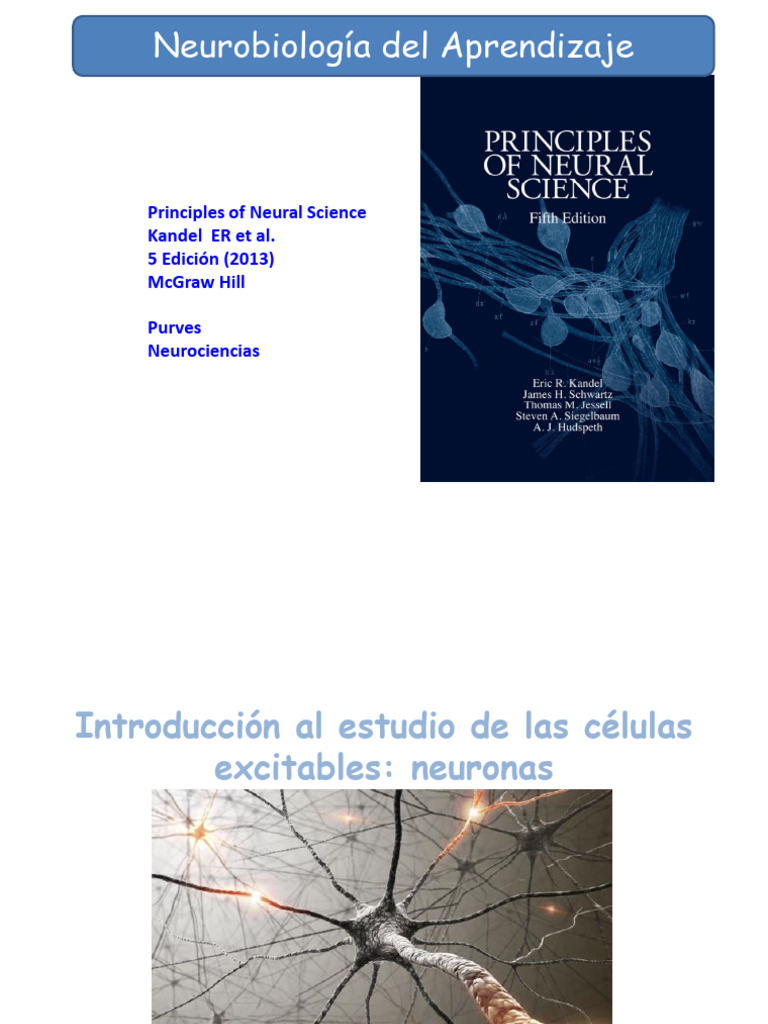 WA0013. - Editado | PDF | Neurona | Sinapsis