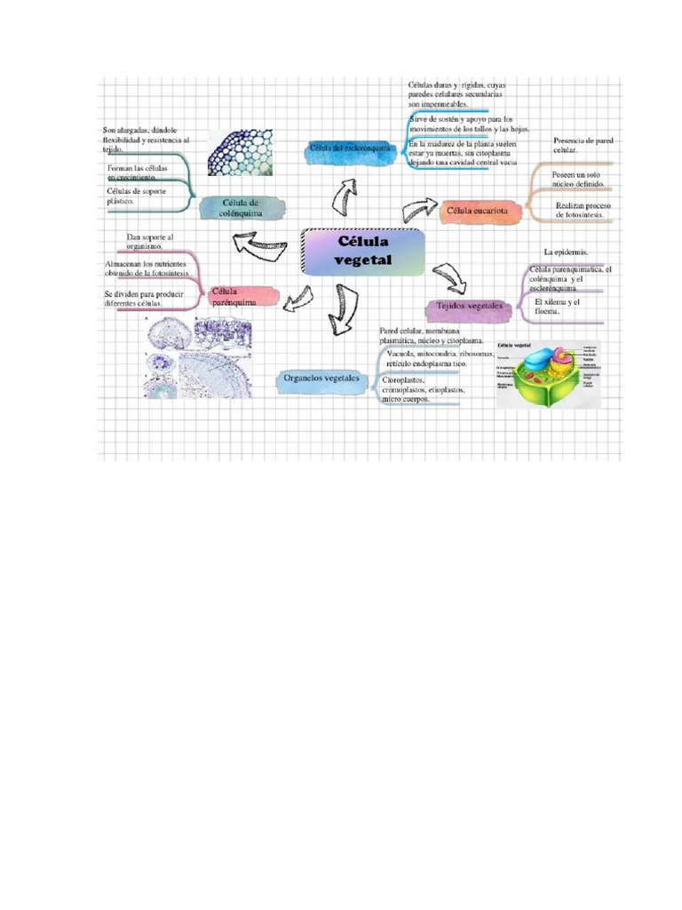 Modelo Mapa Mental | PDF