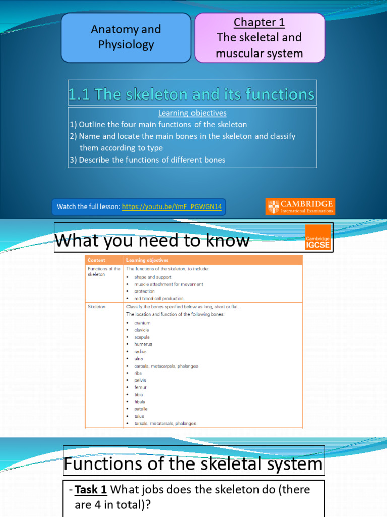 1.1 The Skeleton and Its Functions | PDF | Skeleton | Bone