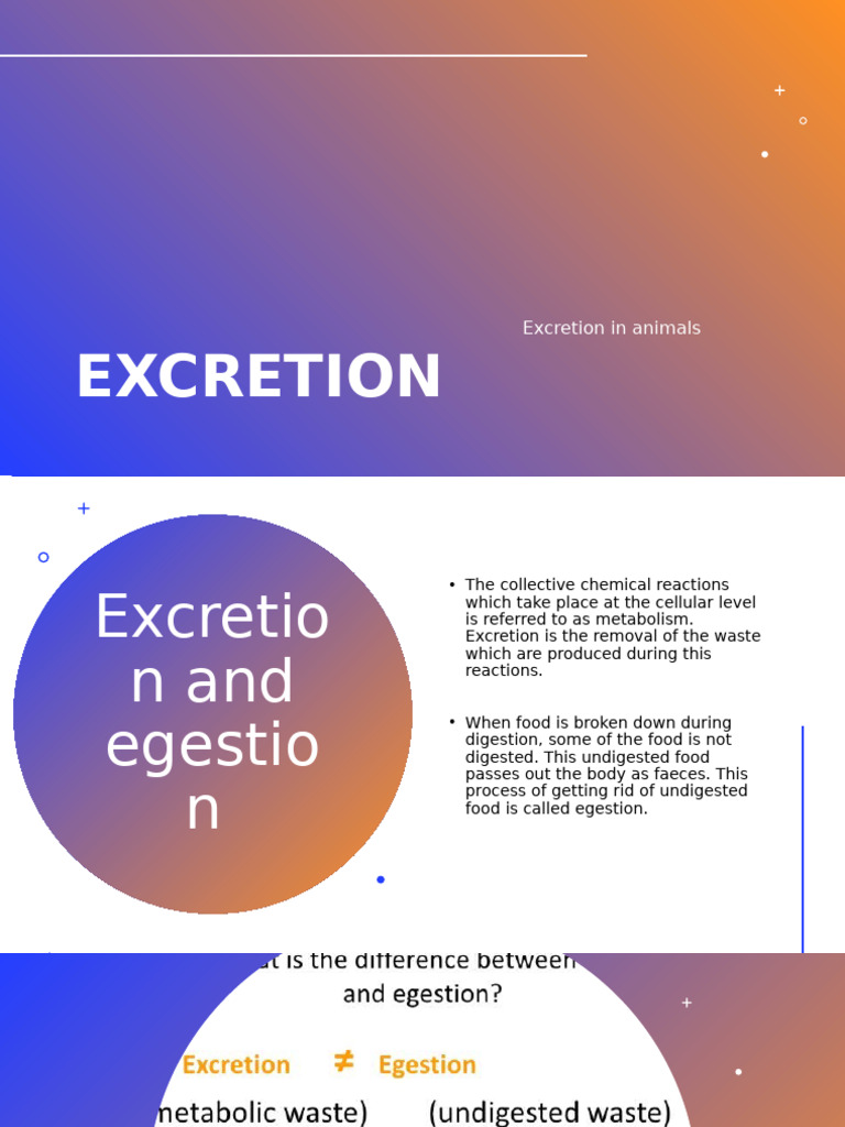 Animal Excretion Processes Explained | PDF | Excretion | Kidney