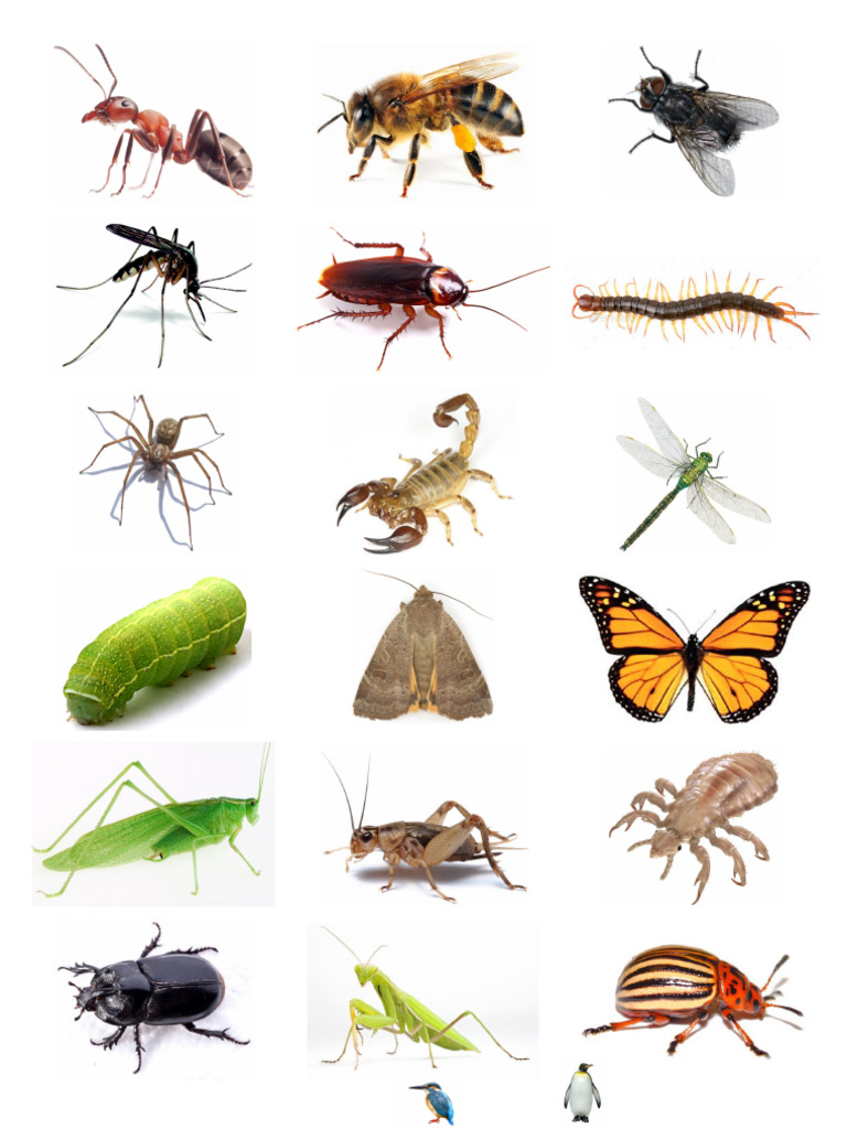 UKG EVS Insects | PDF