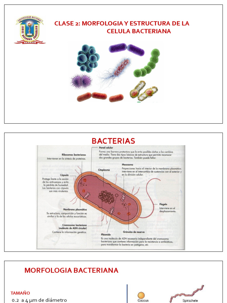 Morfología y Estructura de Bacterias | PDF | Las bacterias | Gene