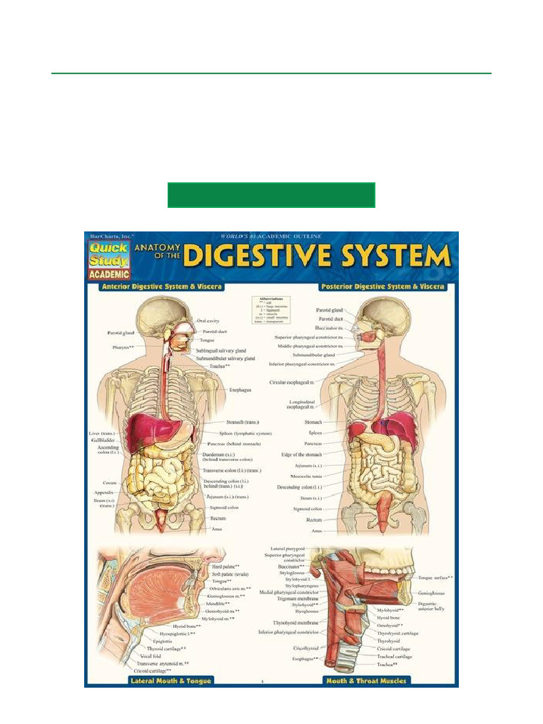 Anatomy of the Digestive System Guide | PDF