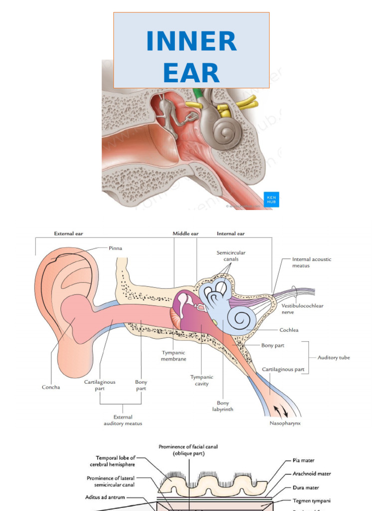 Inner ear | PDF | Ear | Sensory Organs