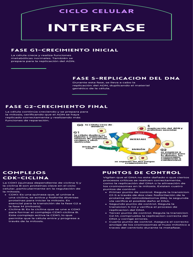 Fases y Puntos de Control del Ciclo Celular | PDF | Mitosis | Mitosis