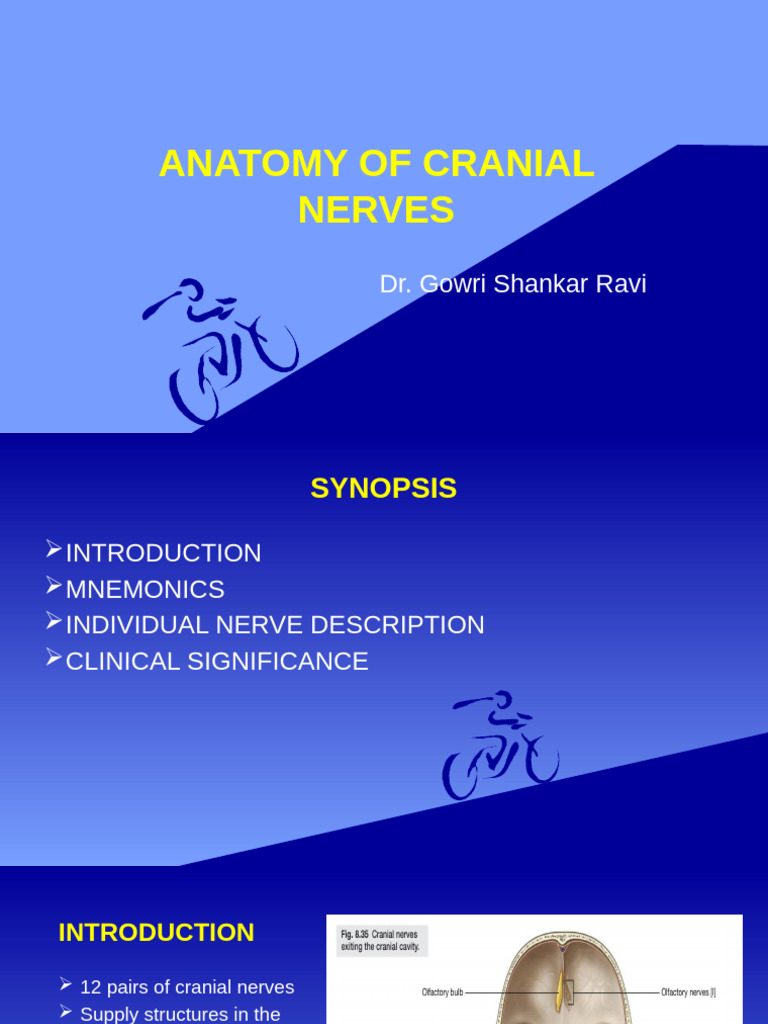 Cranial Nerves: Anatomy and Functions | PDF | Vagus Nerve | Human Anatomy