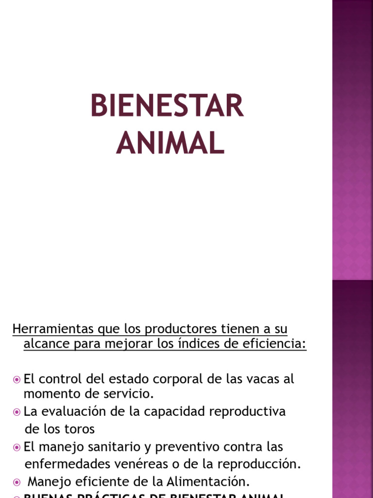 Mejores Prácticas de Bienestar Animal | PDF | Vacas | Carne