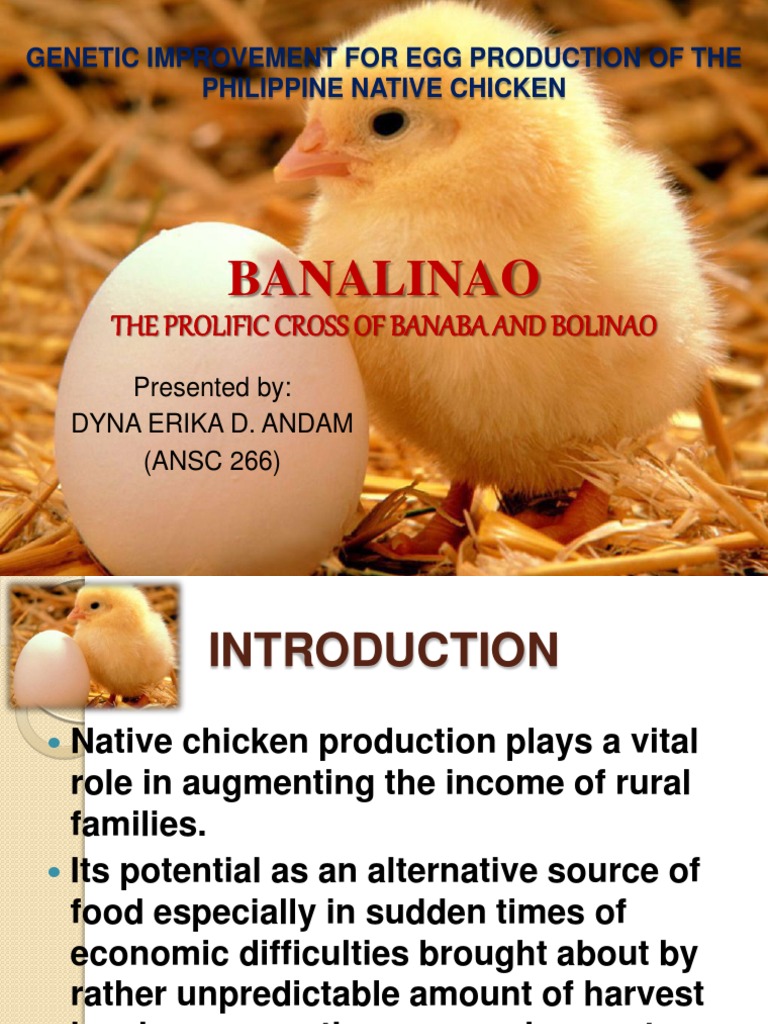 chicken breeding business plan